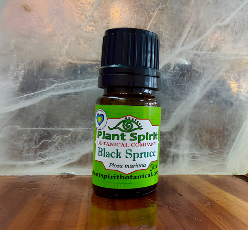 Organic Black Spruce Essential Oil 5ml (Picea mariana)