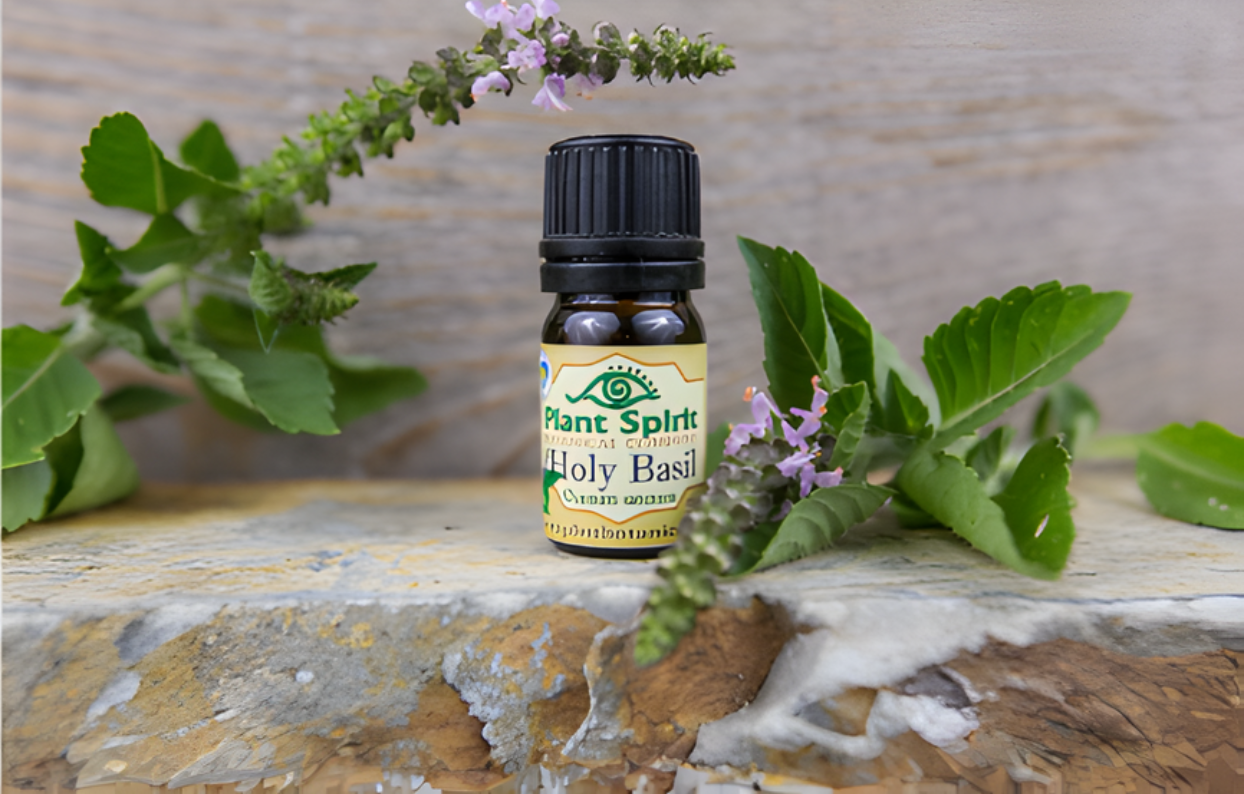 Organic Holy Basil Essential Oil 5ml (Ocimum sanctum)